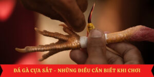 da-ga-cua-sat-link-xem-truc-tiep-uy-tin