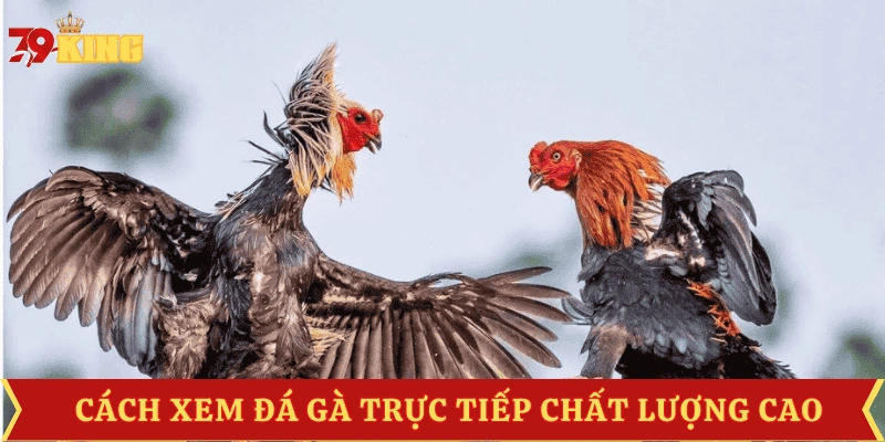 link-xem-da-ga-truc-tiep-sac-net